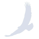 Silver eagle